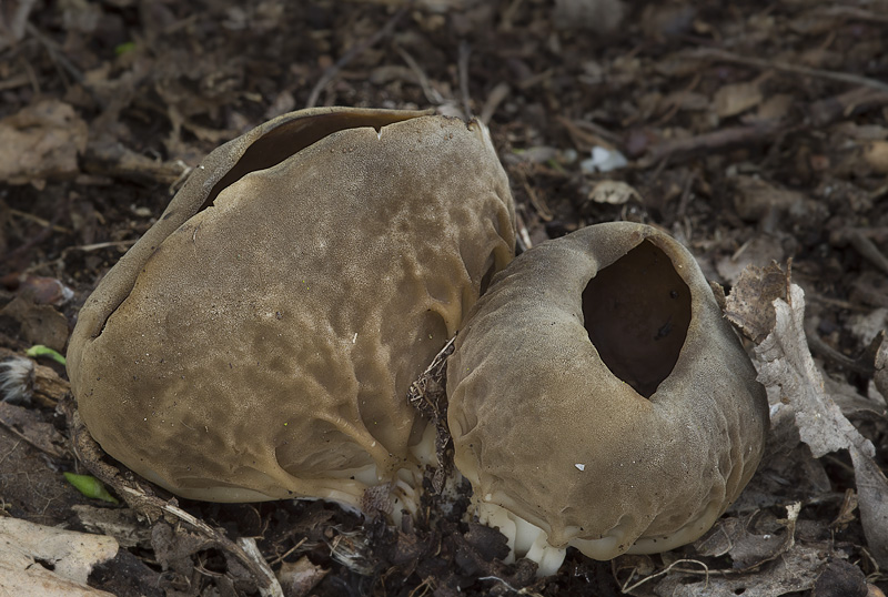 Helvella acetabulum